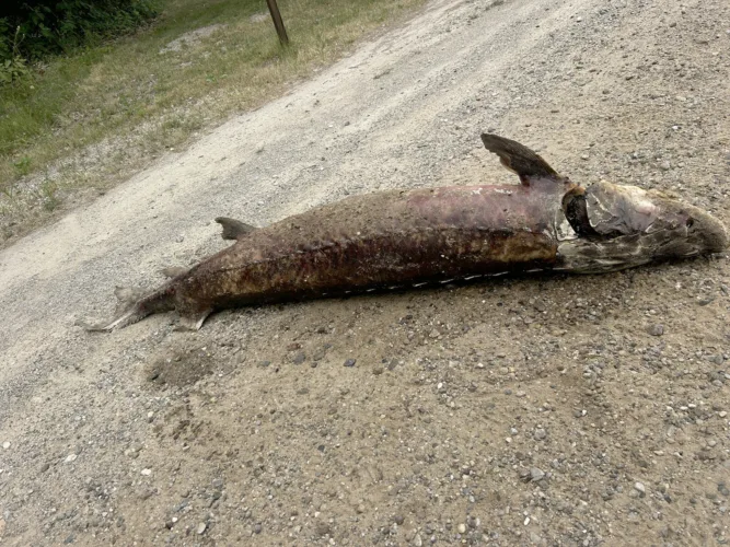 State lawmaker calls for increasing penalties on lake sturgeon poaching